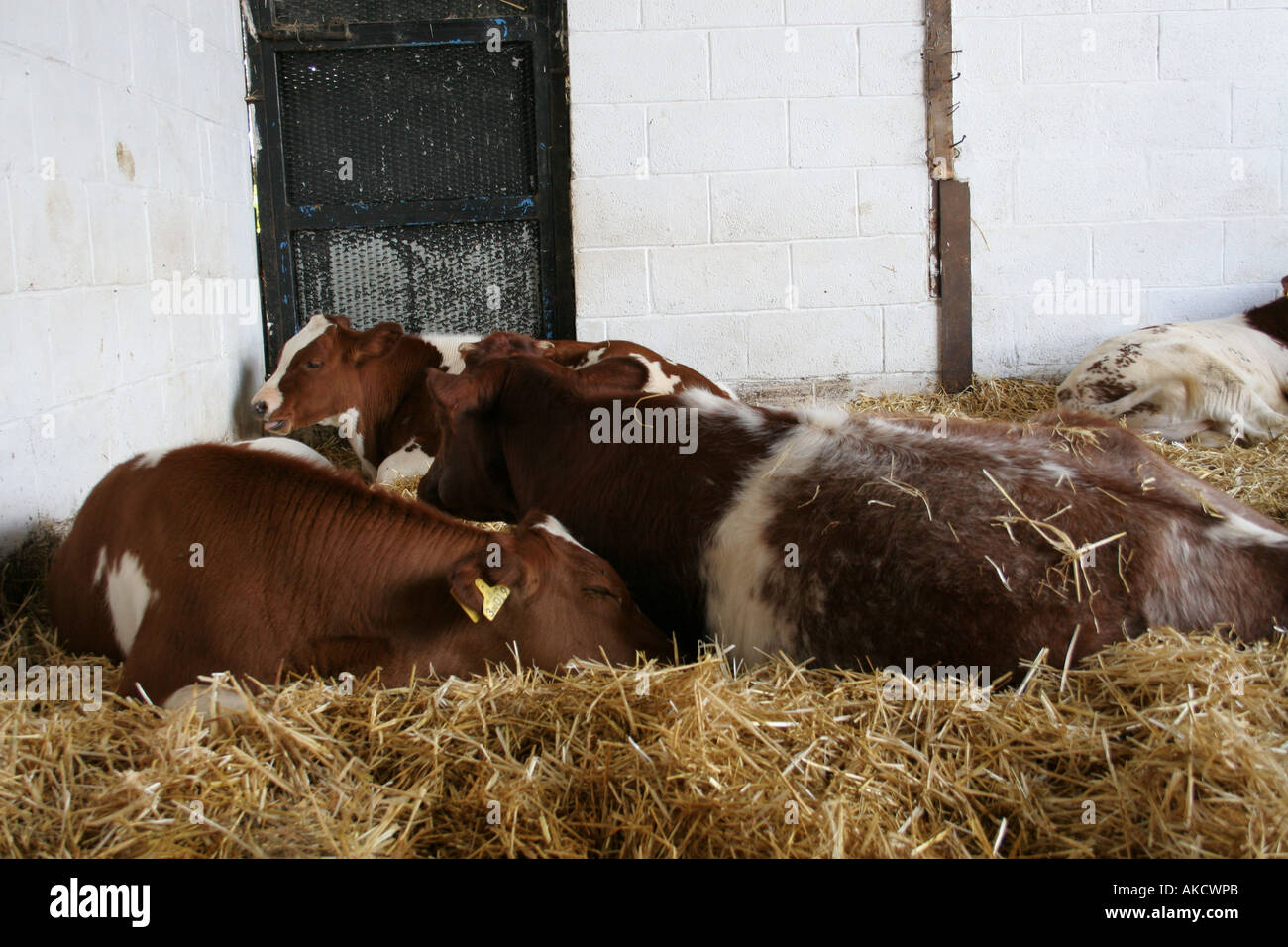 Le vacche a un tempio nel nord di Londra Foto Stock