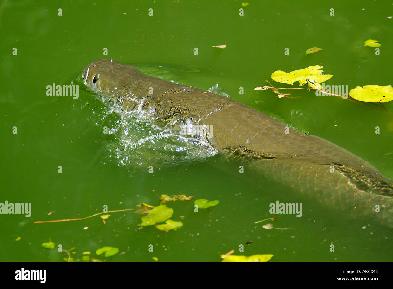 ARAPAIMA PAICHE o PIRARUCU Arapaima gigas respirazione di aria in corrispondenza della superficie della foresta pluviale amazzonica minacciata cacciati per alimenti Foto Stock