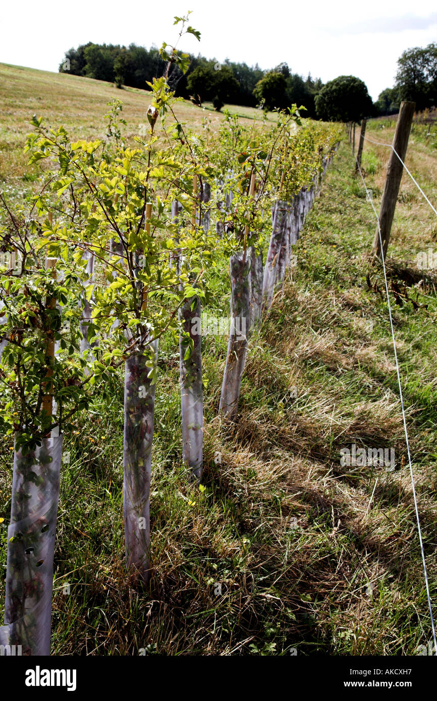 Hedge planting in The Chiltern Hills Foto Stock