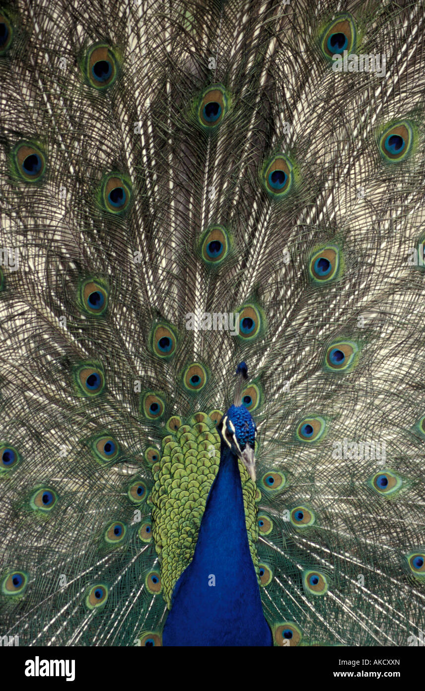 Peacock sui motivi del Museo Dolores Olmedo Patino museo nella città del Messico Foto Stock