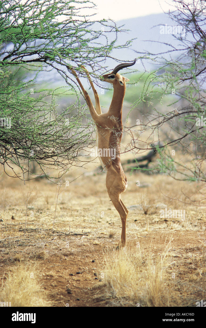 Gerenuk maschio navigando su una boccola di gomma arabica in piedi sulle zampe posteriori Foto Stock
