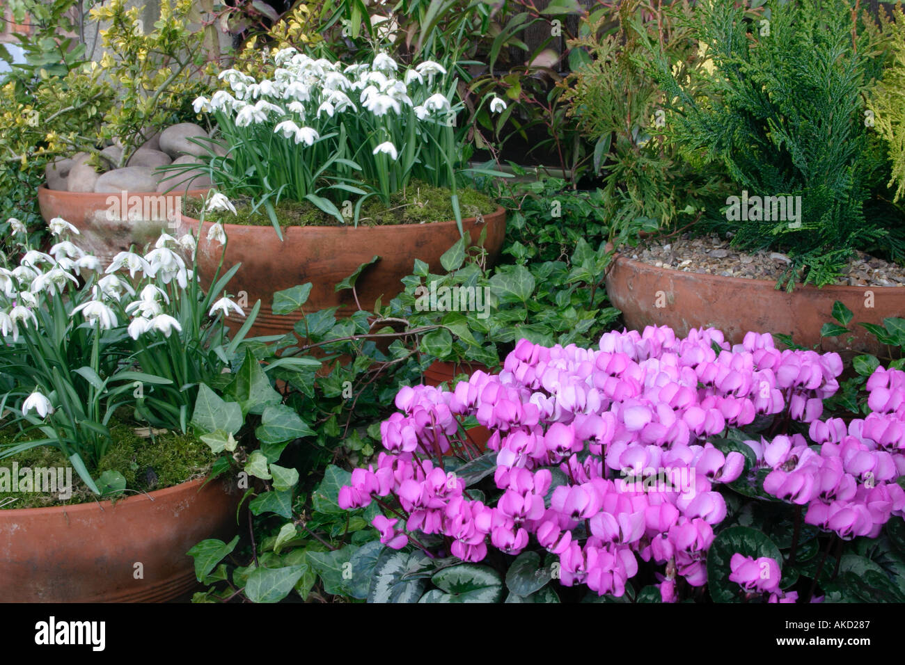 Terracotta decorativi vasi da giardino di bucaneve e ciclamino, benvenuti segni di primavera Foto Stock