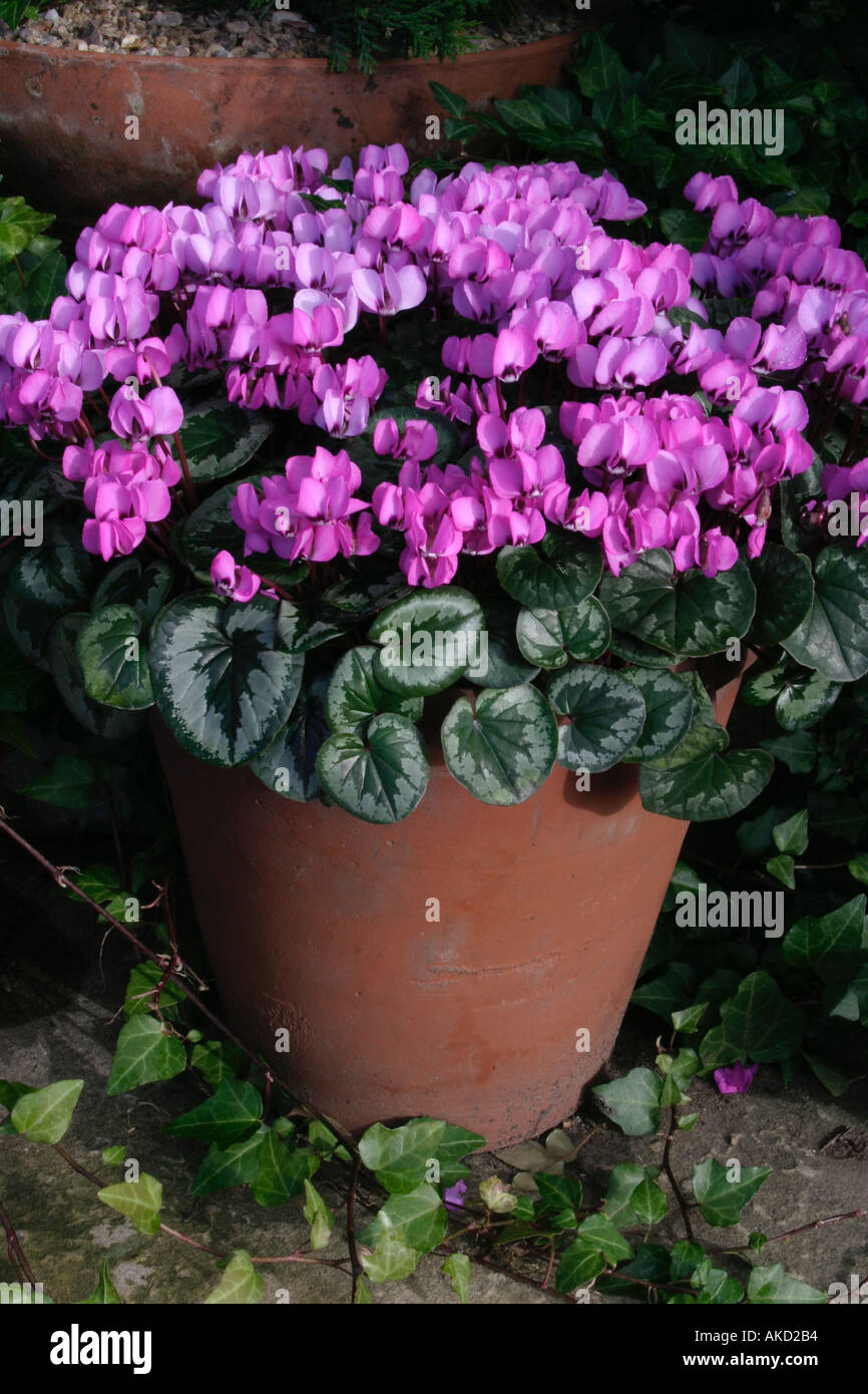Ciclamino hederifolium. Benvenuto a molla. Rosa vibranti ciclamino in vaso in terracotta Foto Stock