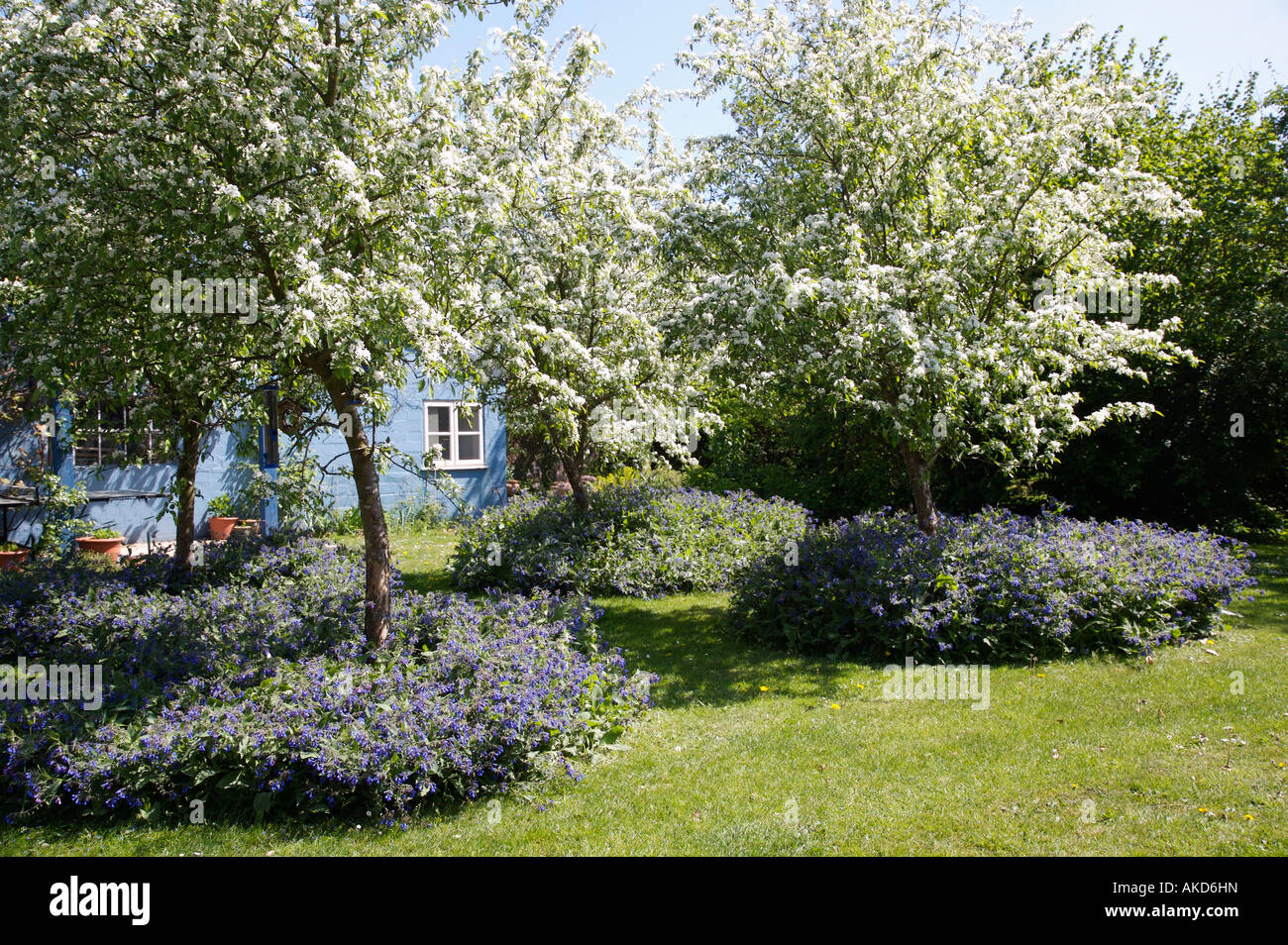 Fioritura di peri underplanted con blue nepeta nel giardino di campagna con cottage blu in background Foto Stock