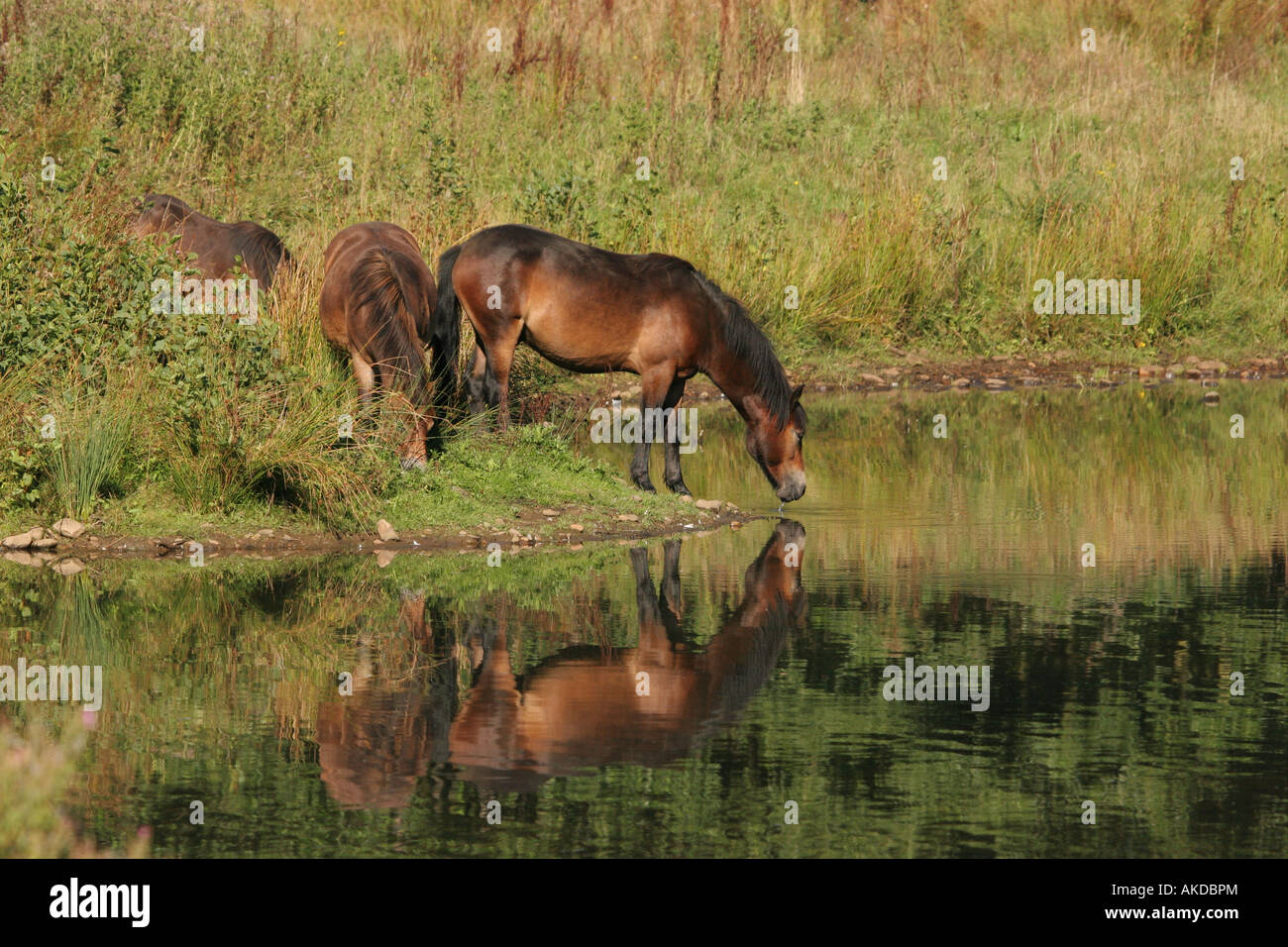 Cavallo di bere da stagno in basso fienili Riserva Naturale della Contea di Durham Foto Stock