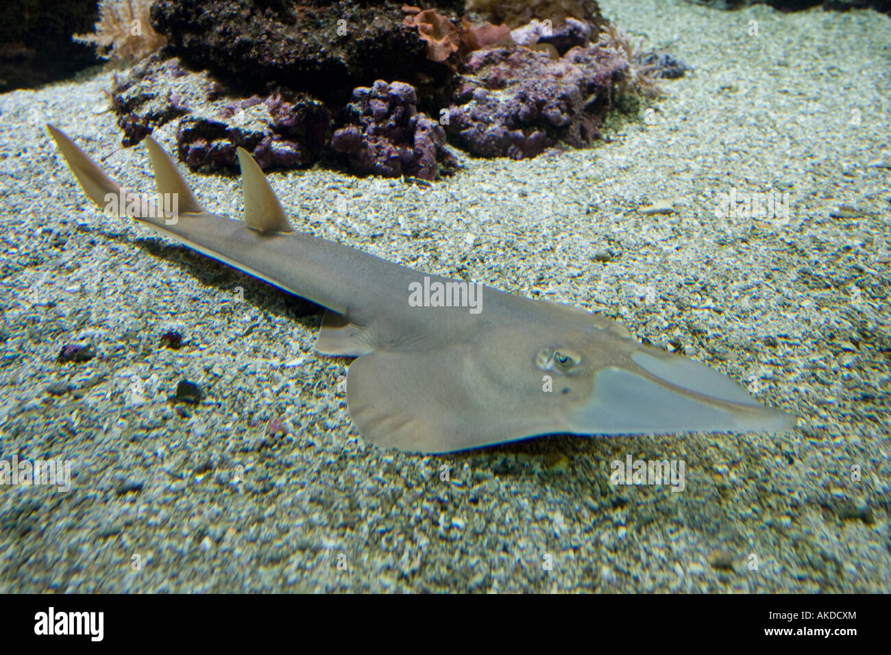 Pala gigante naso Ray Rhinobatos typus Oceanopolis Brest Bretagne Francia Foto Stock