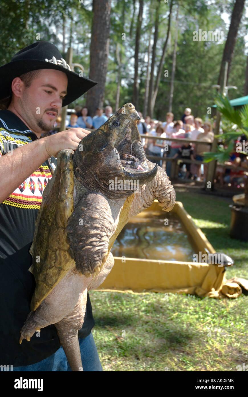 Uomo che mostra alligator snapping turtle al pubblico durante la mostra a Alligator Fest Lake City Florida Foto Stock