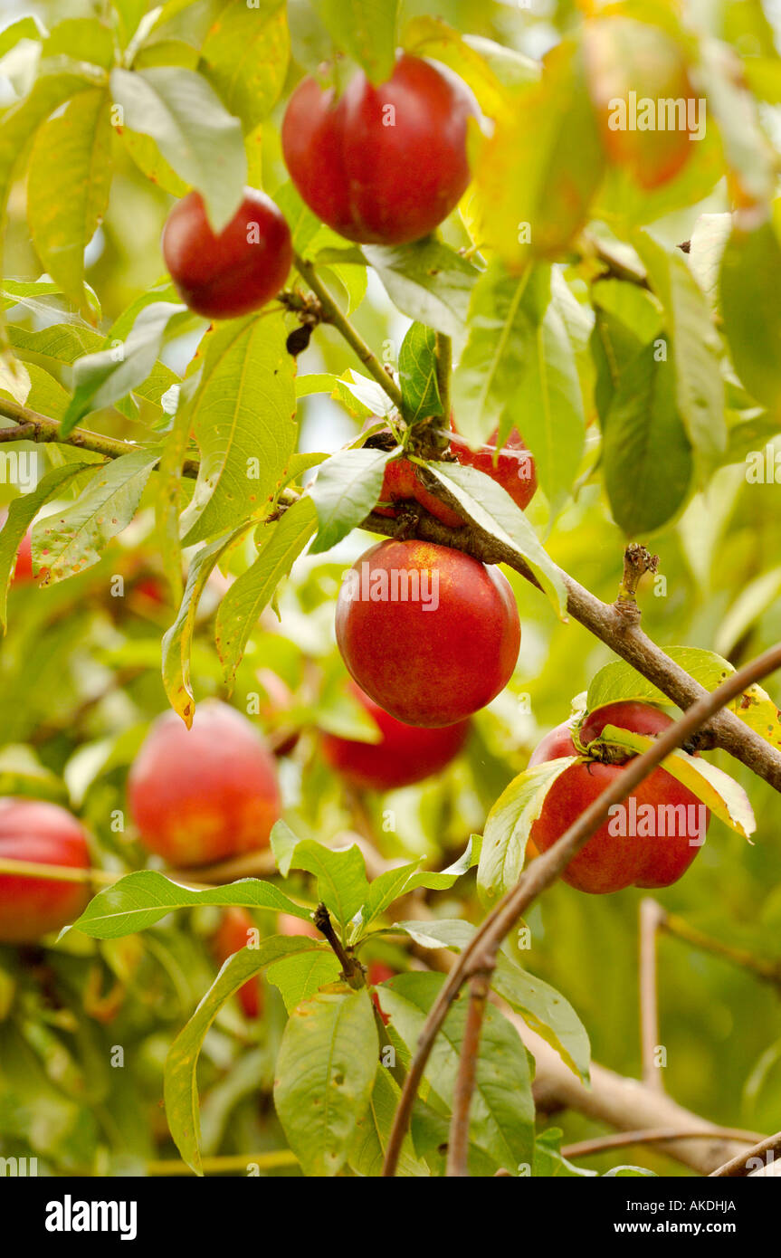 Le nettarine crescente su albero Foto Stock