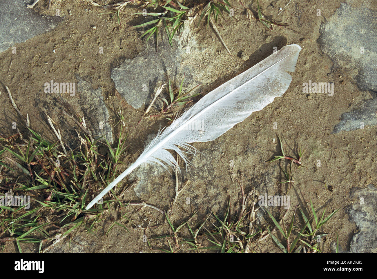Uno bianco giù sul sentiero fangoso Foto Stock