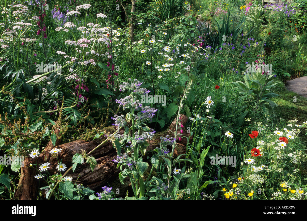 In estate pascoli fioriti giardino con piante annue ed erbe Foto Stock