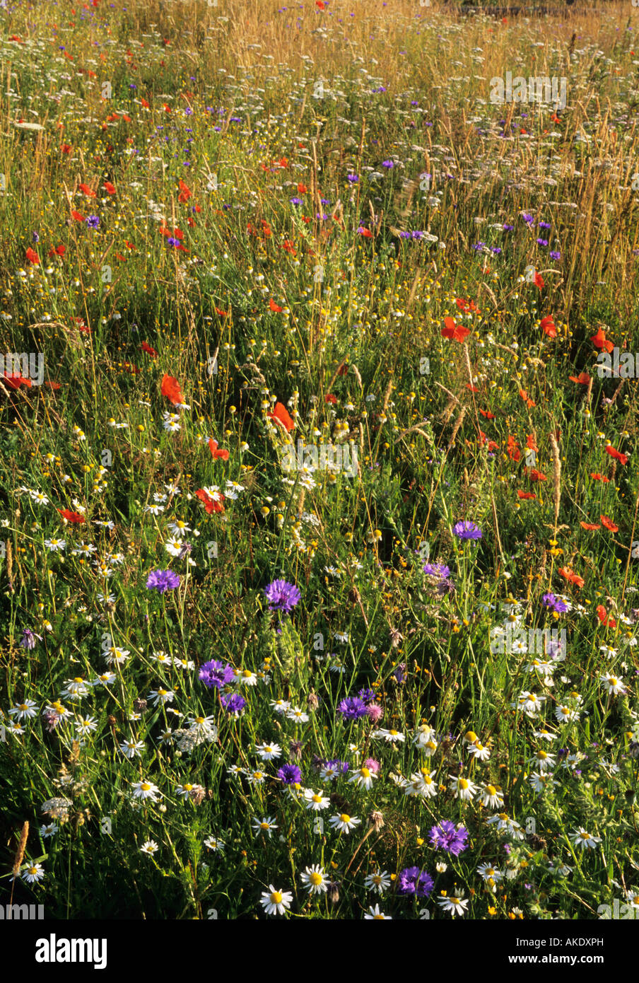 Il Case Oast Hampshire selvaggio fiore prato nel primo anno con annuari Foto Stock