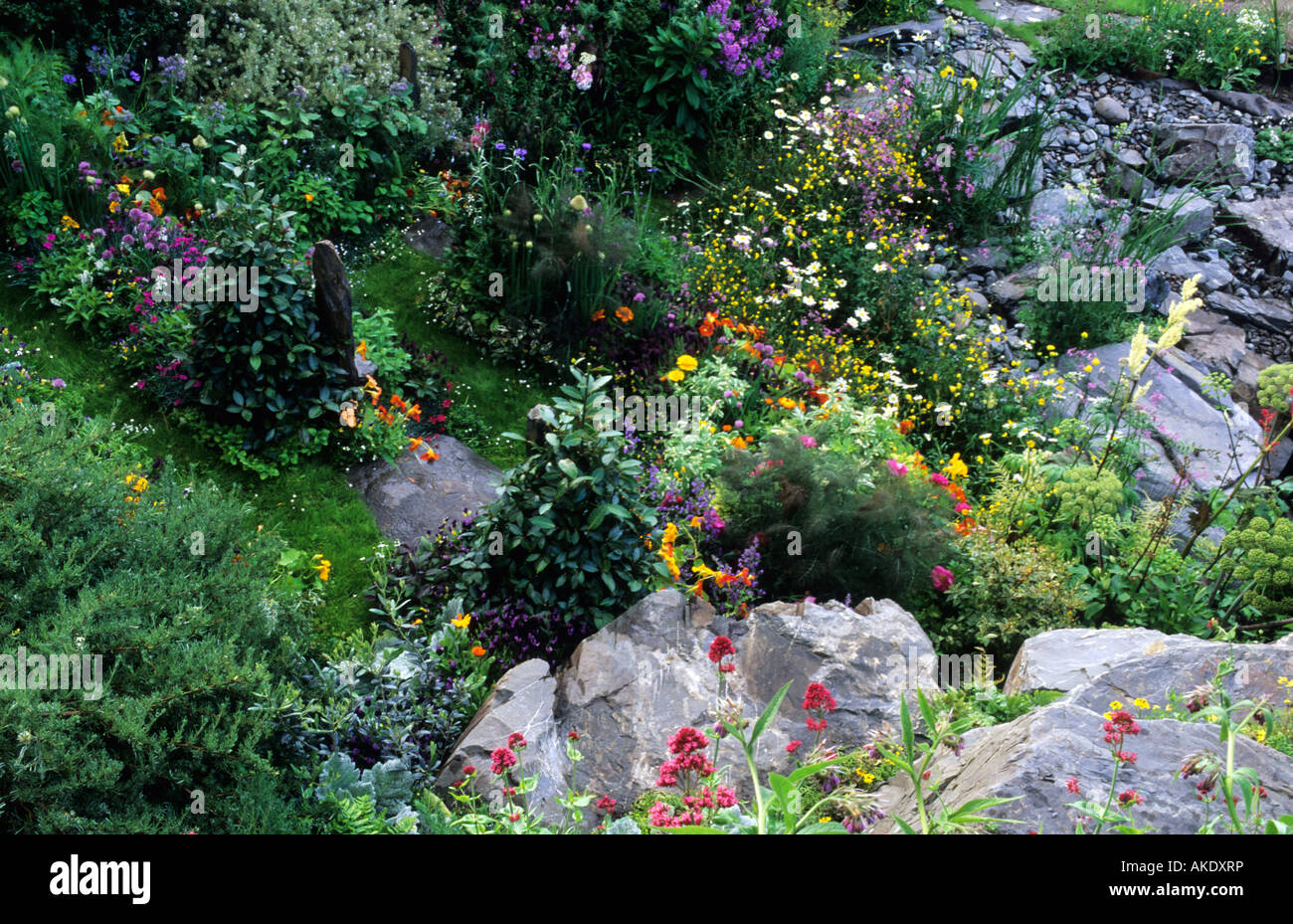 Selvaggio fiore giardino di cava da Marnie Hall annuari nativo Foto Stock