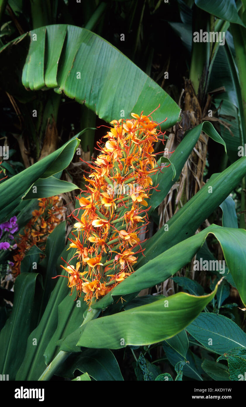 Lo zenzero lily Hedychium coccineum Tara Foto Stock