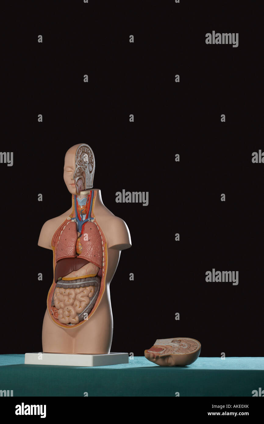 Anatomia umana modello Foto Stock