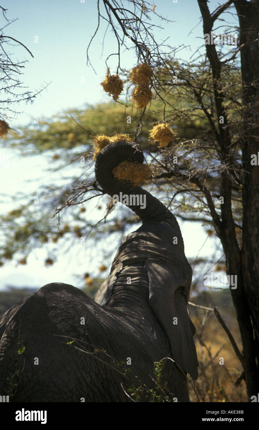 Close up di un elefante che arrivano fino in una struttura ad albero di acacia per rubare e mangiare i nidi del Nero tappato tessitore sociale Samburu compit Foto Stock