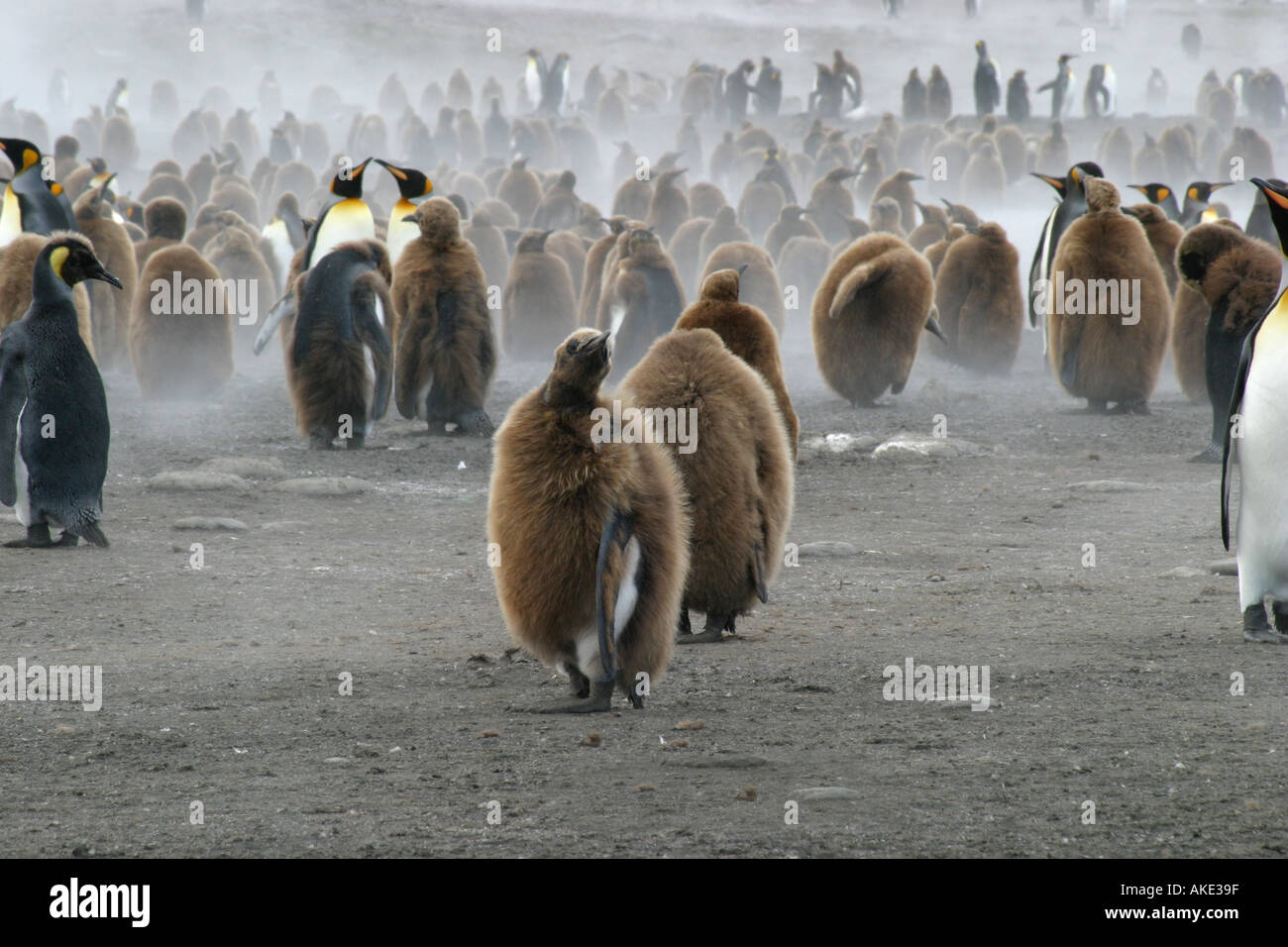 Re pinguini in calore haze a St Andrews Bay colony Georgia del Sud Antartide questo è il più grande re Penguin rookery in w Foto Stock