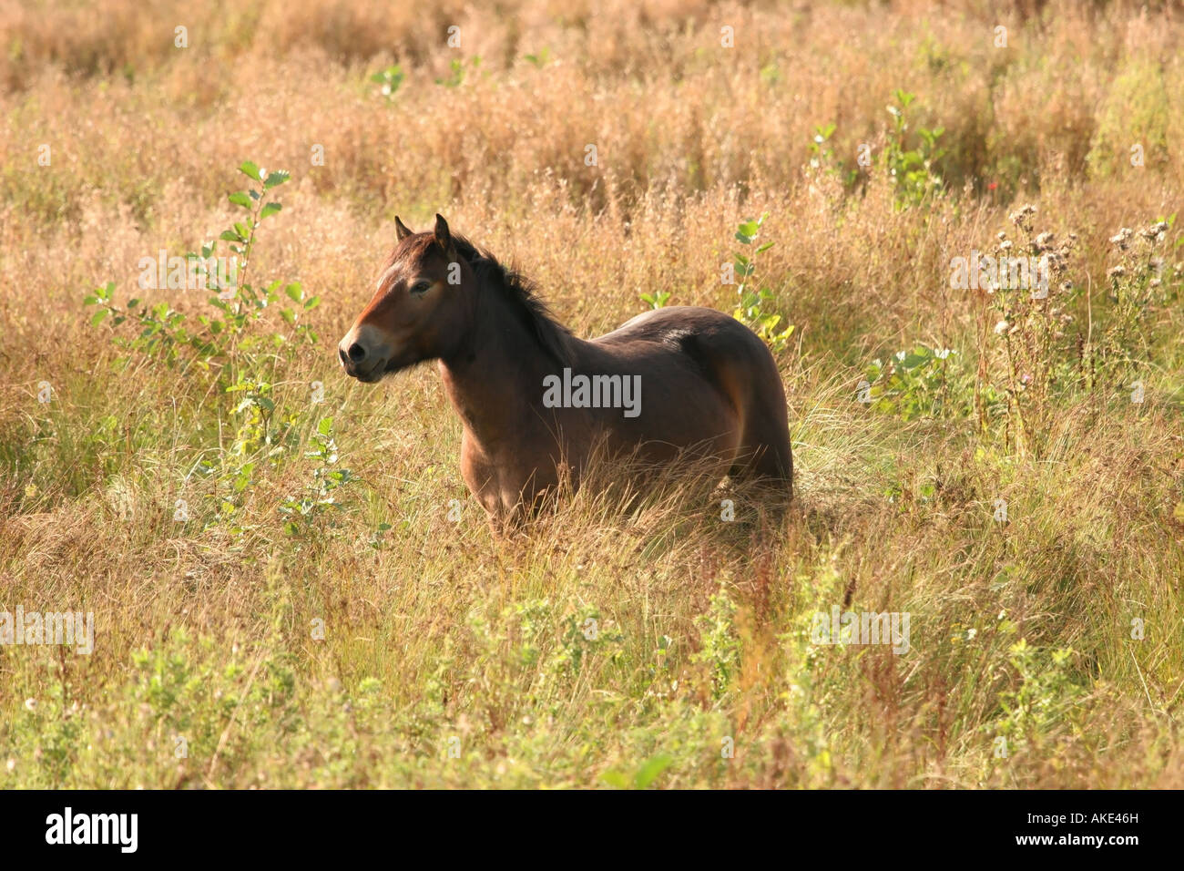Cavallo circondato da vegetazione soleggiata bassa fienili Riserva Naturale della Contea di Durham Foto Stock