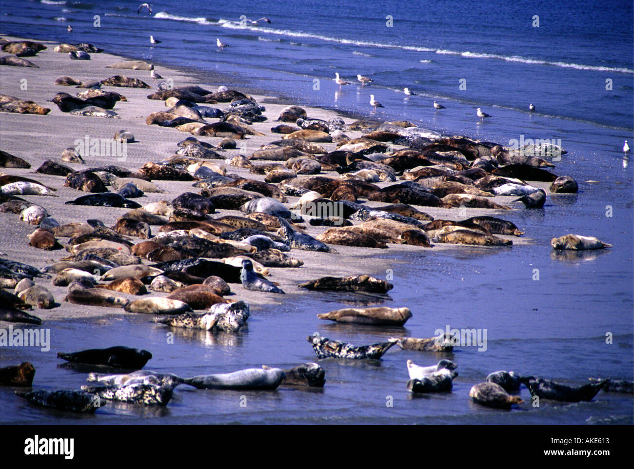 Colonia di foche grigie Halichoerus grypus a prendere il sole sul De Richel a sandbank nel mare di Wadden nei Paesi Bassi Foto Stock