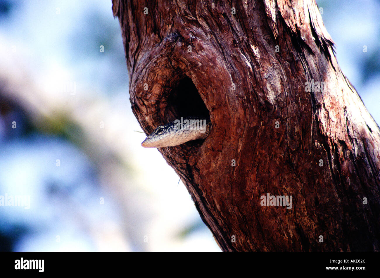 Spotted Monitor ad albero Varanus scalaris sbirciando al di fuori di un foro in una struttura ad albero del Northern Territory Wildlife Park in Darwin Foto Stock