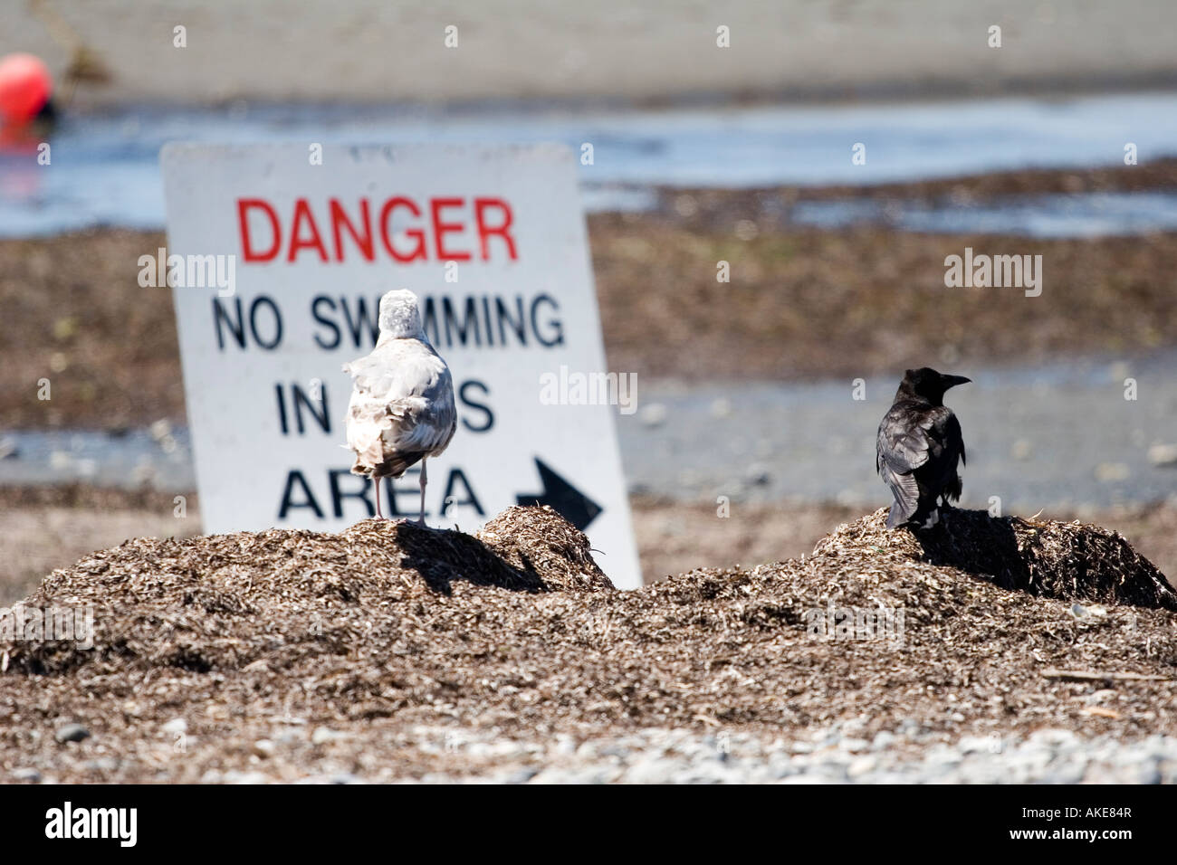 Seagull e crow nella parte anteriore del segno di pericolo Foto Stock