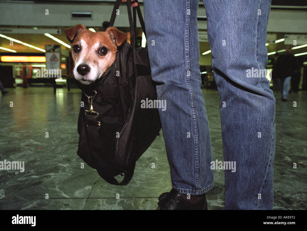 Un Jack Russel cane essendo portato da una persona in un sacchetto in corrispondenza di una stazione in Gran Bretagna Foto Stock