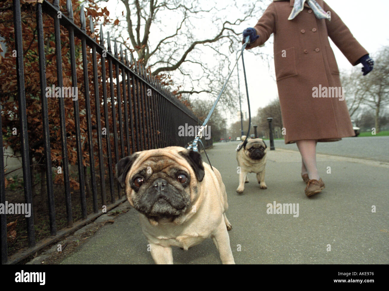 Una donna cammina due Pug cani nel quartiere di Knightsbridge di Londra Foto Stock