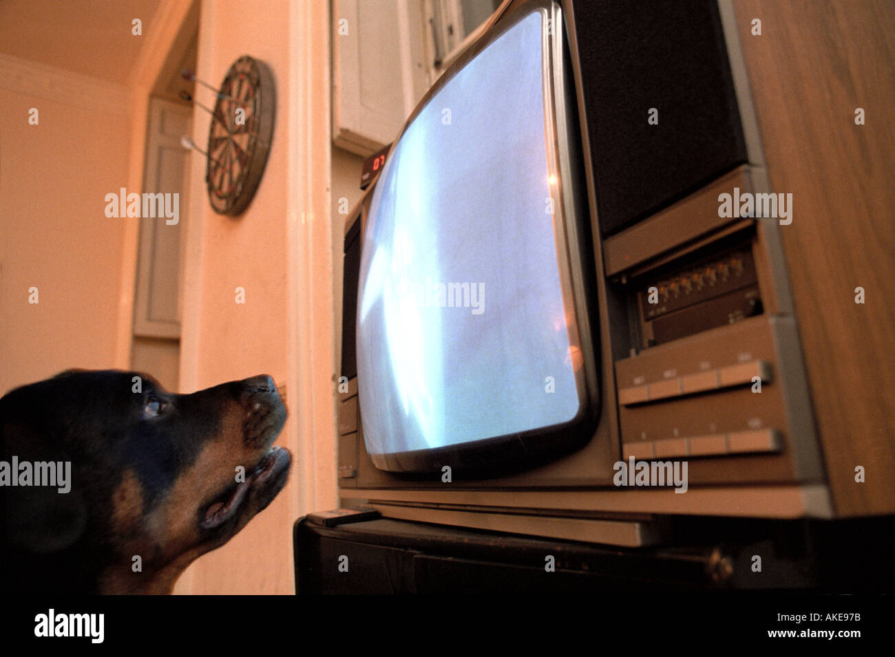 Un cane di guardare la televisione Foto Stock