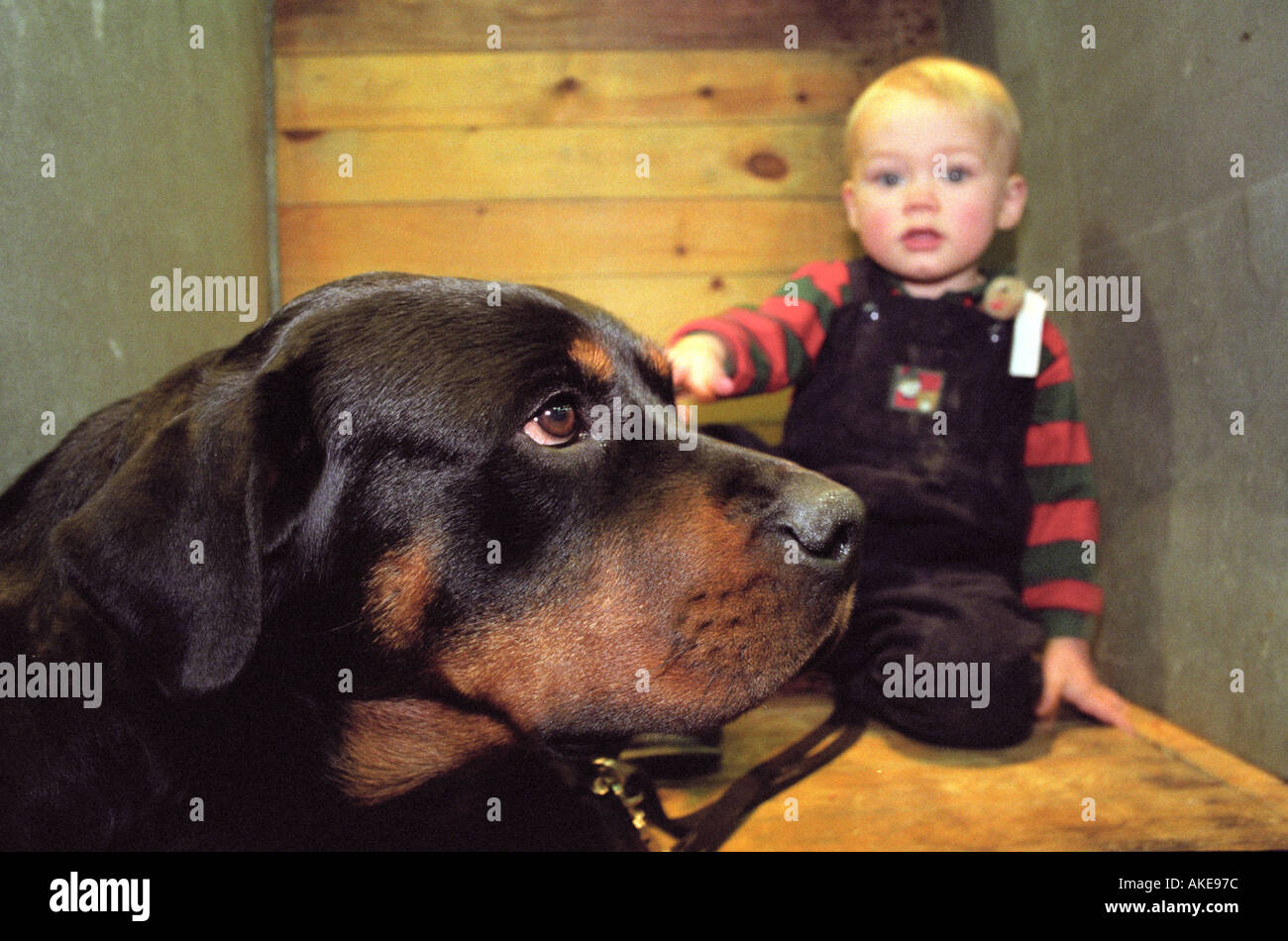 Un cane Rottweiler con bambino Foto Stock