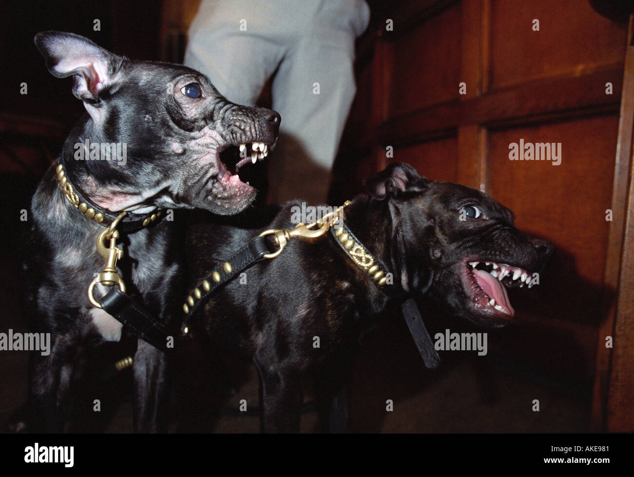 Due giovani Staffordshire Bull Terrier ringhiando a ciascun altro Foto Stock