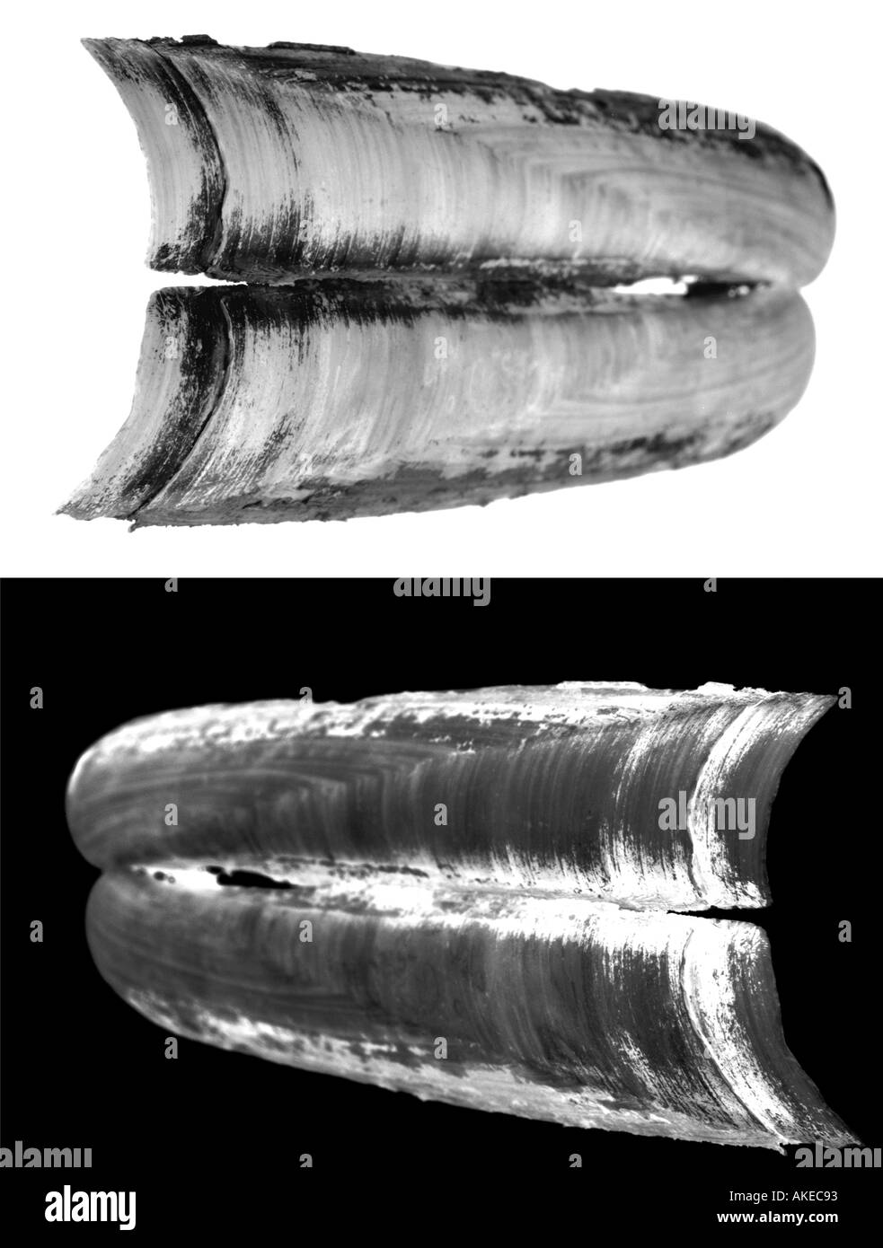 Guscio di rasoio pesci rasoio Foto Stock