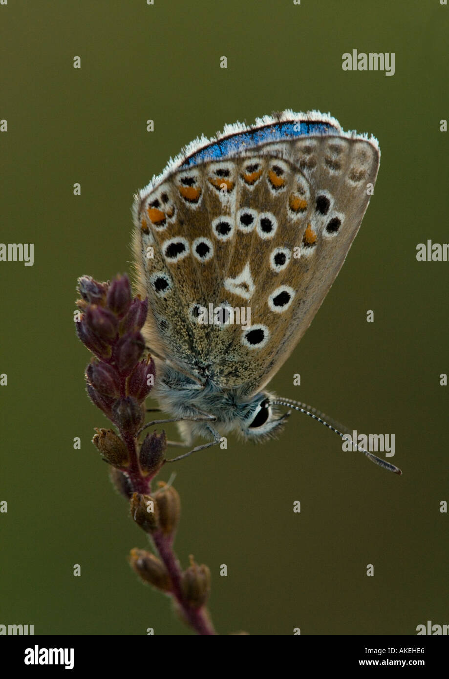 Adone maschio blu (Polyommatus bellargus) sono ' appollaiati, close-up Foto Stock