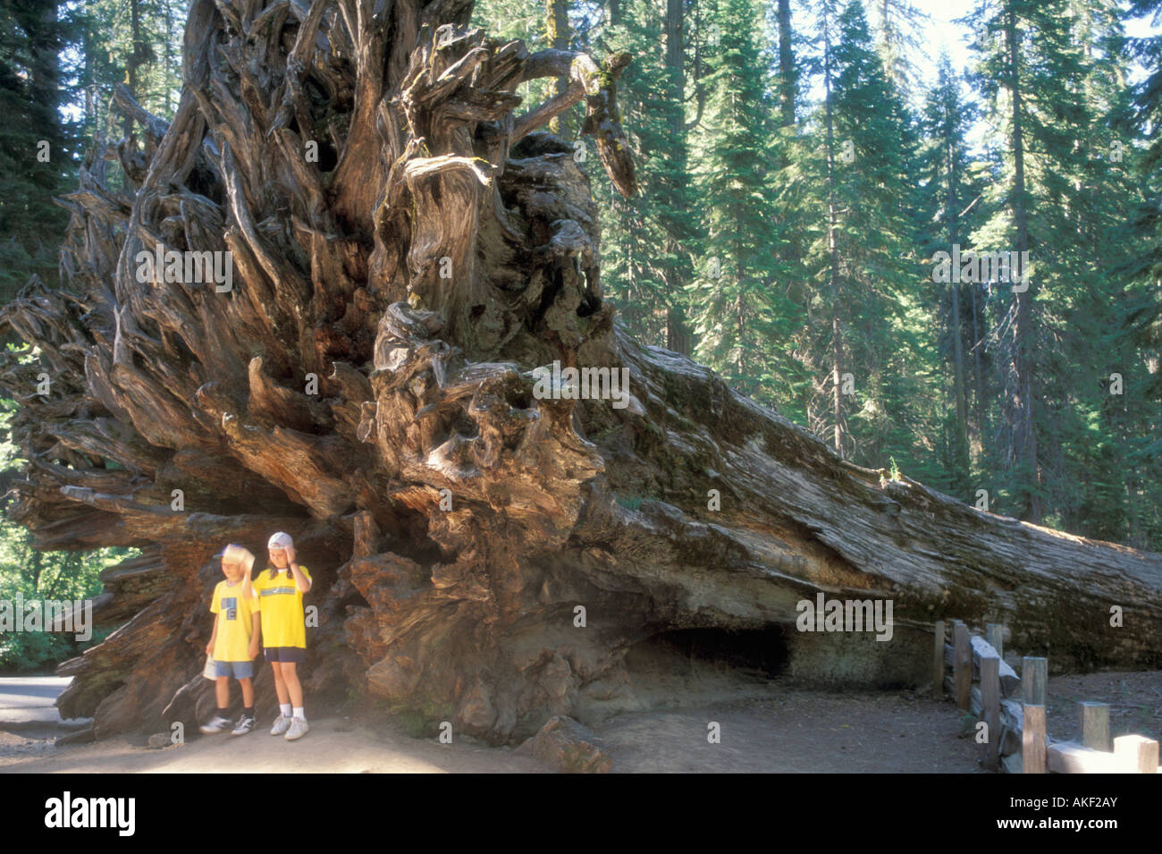 Mariposa grove: fallen monarch, Yosemite National Park, Stati Uniti d'America Foto Stock