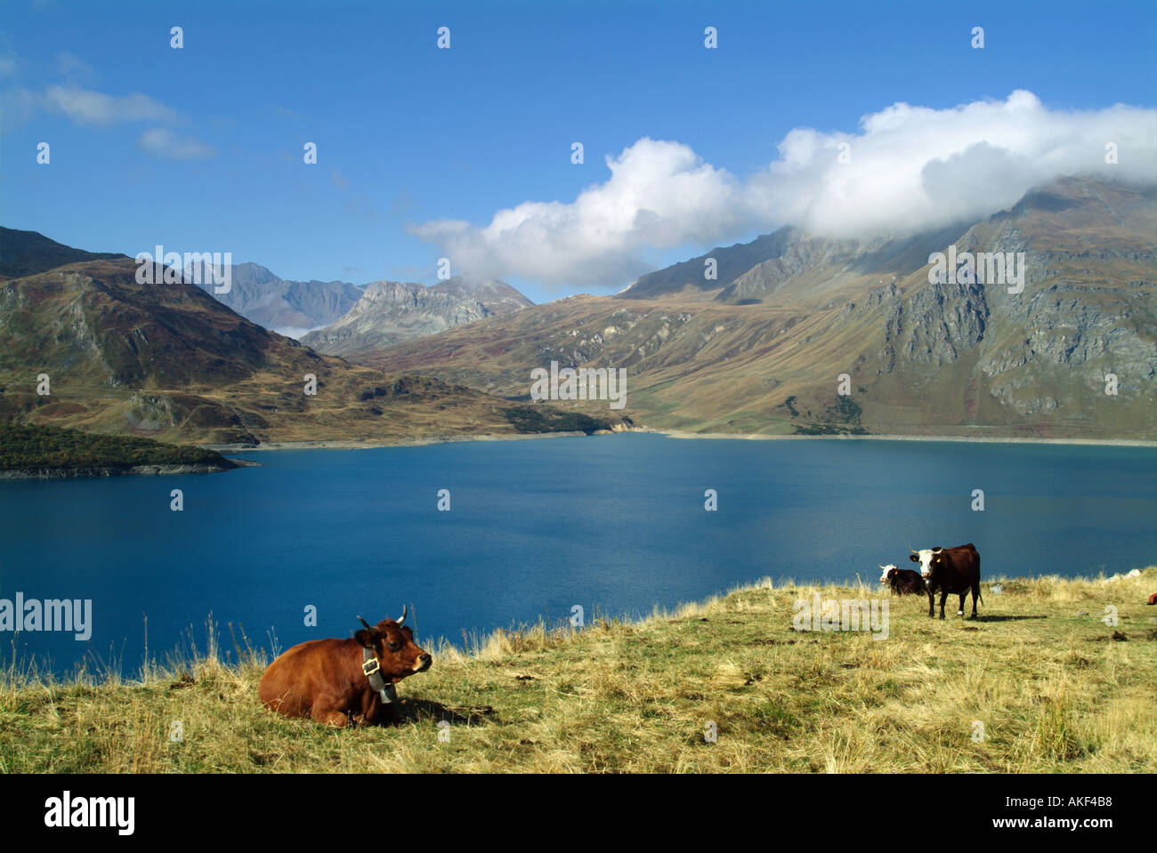 Francia Savoie alpina Vacche Bovini lago dietro Foto Stock