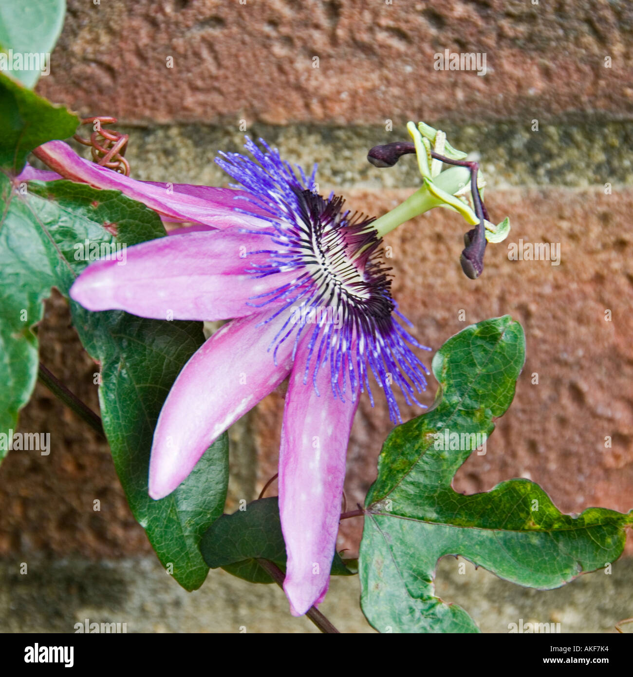 Passiflora Lavanda Lady Foto Stock