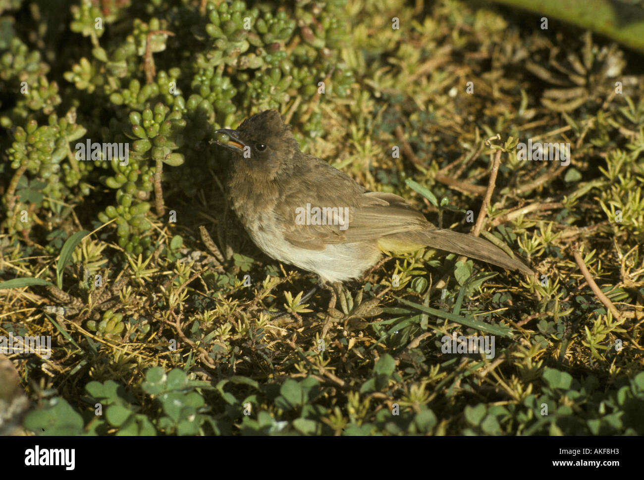 Giardino di Bulbul Pycnonotus barbatus con bacca verde a becco Foto Stock