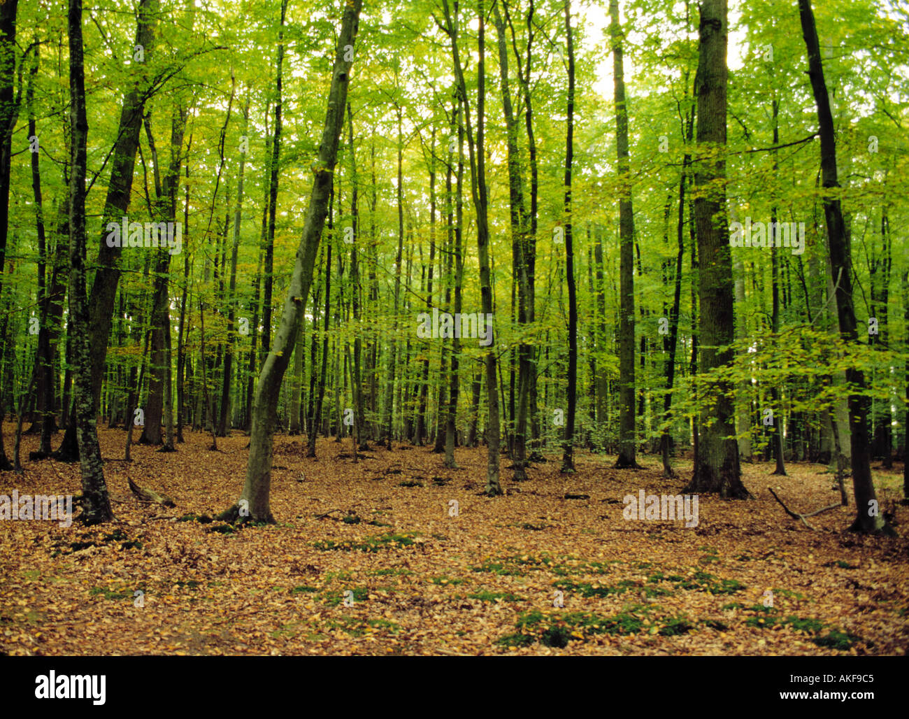 La foresta francese con alberi verdi Foto Stock