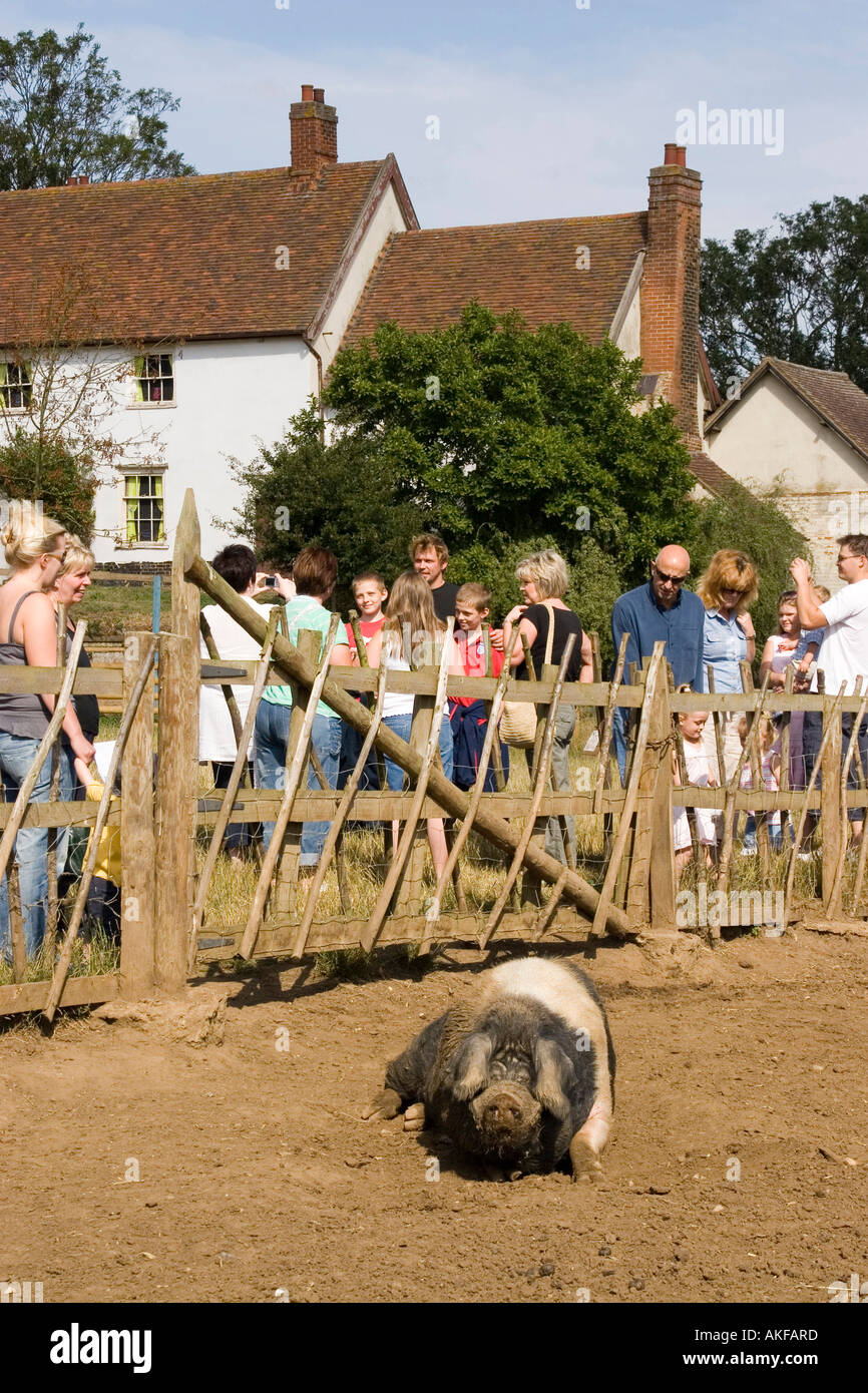 Un maiale di essex a jimmy s farm suffolk Foto Stock