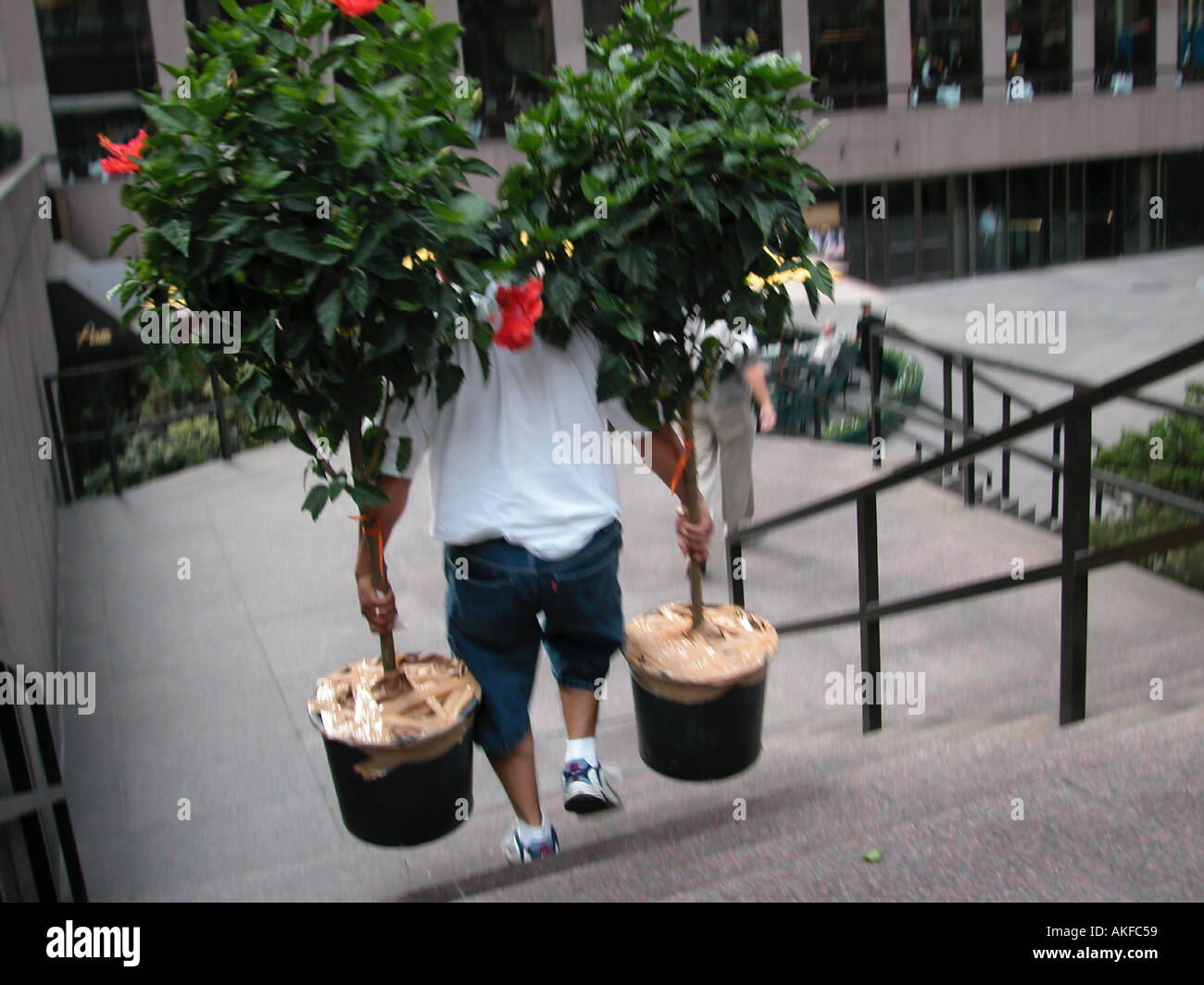Uomo con piante di New York City STATI UNITI D'AMERICA Foto Stock