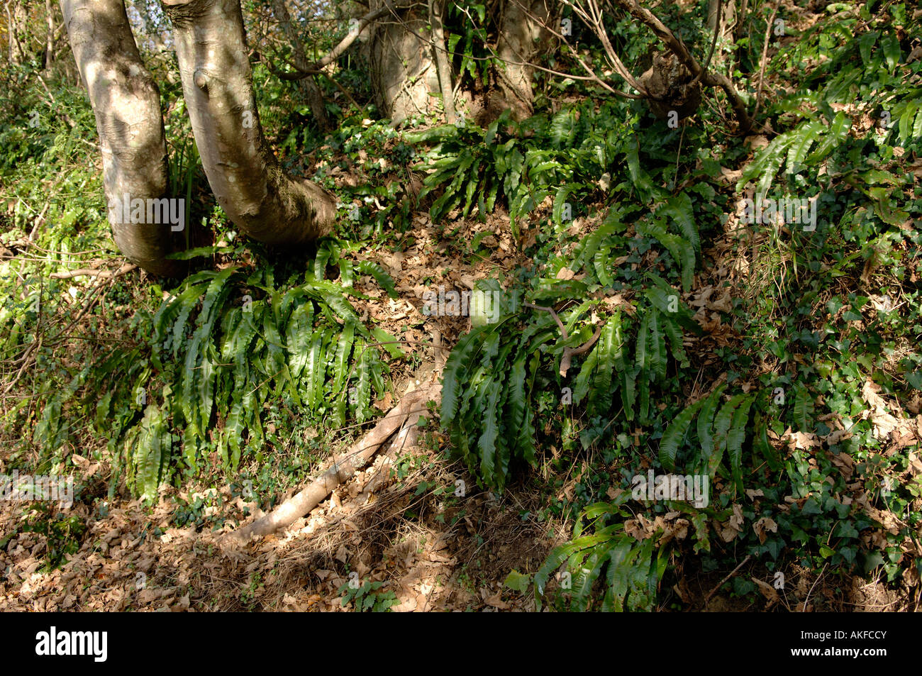 Grandi harts linguetta felci Asplenium scolopendrium in forte pendenza Devon Bosco in autunno Foto Stock