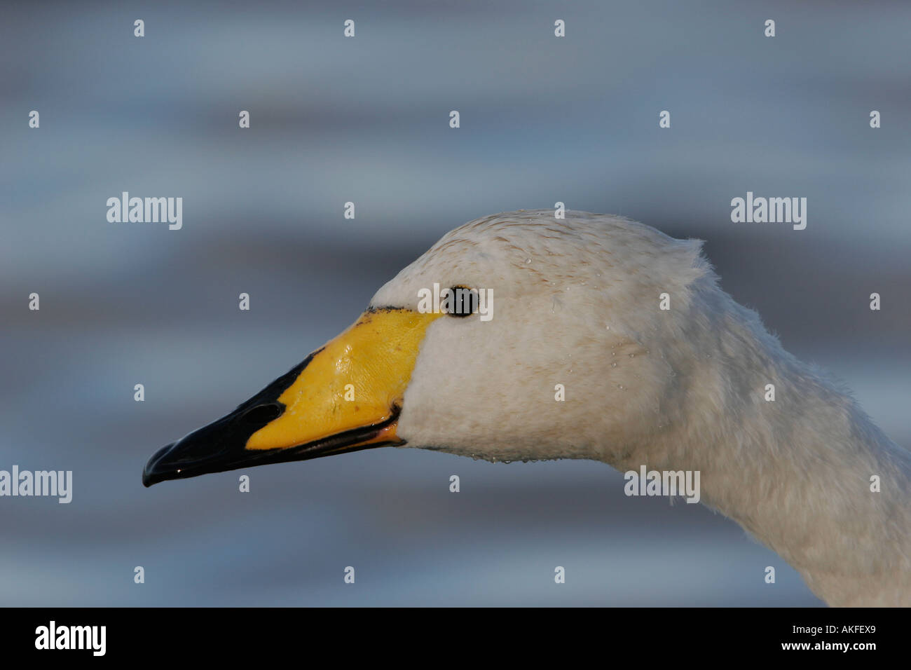 Whooper Swan testa a Martin mera WWT riserva 2 Foto Stock