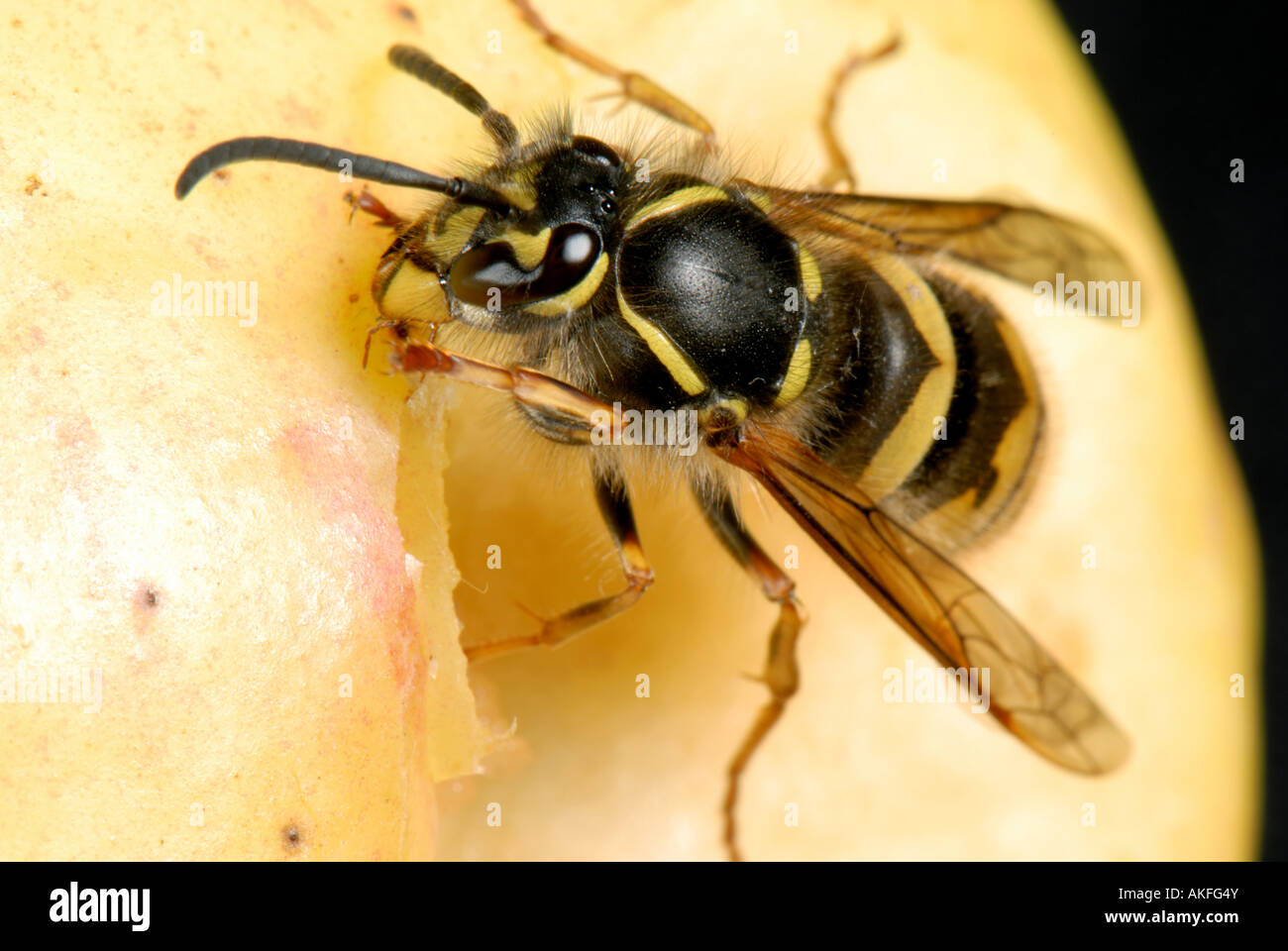 Una regina vespa Vespula vulgaris su un Apple Foto Stock