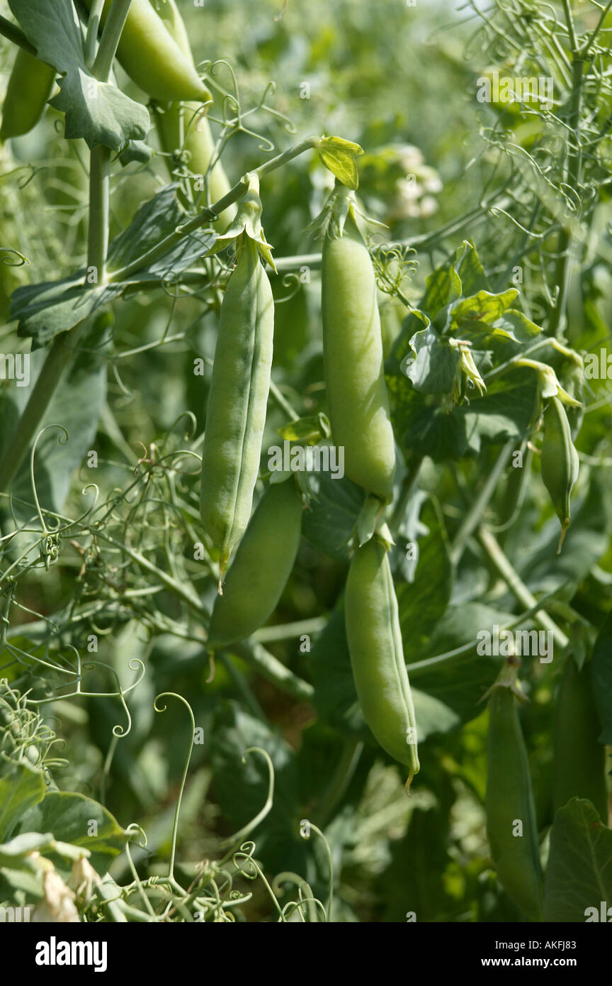 Dettaglio di commerciale del settore agricolo europeo sovvenzionato vegtable pisello raccolto in inizio di estate Foto Stock