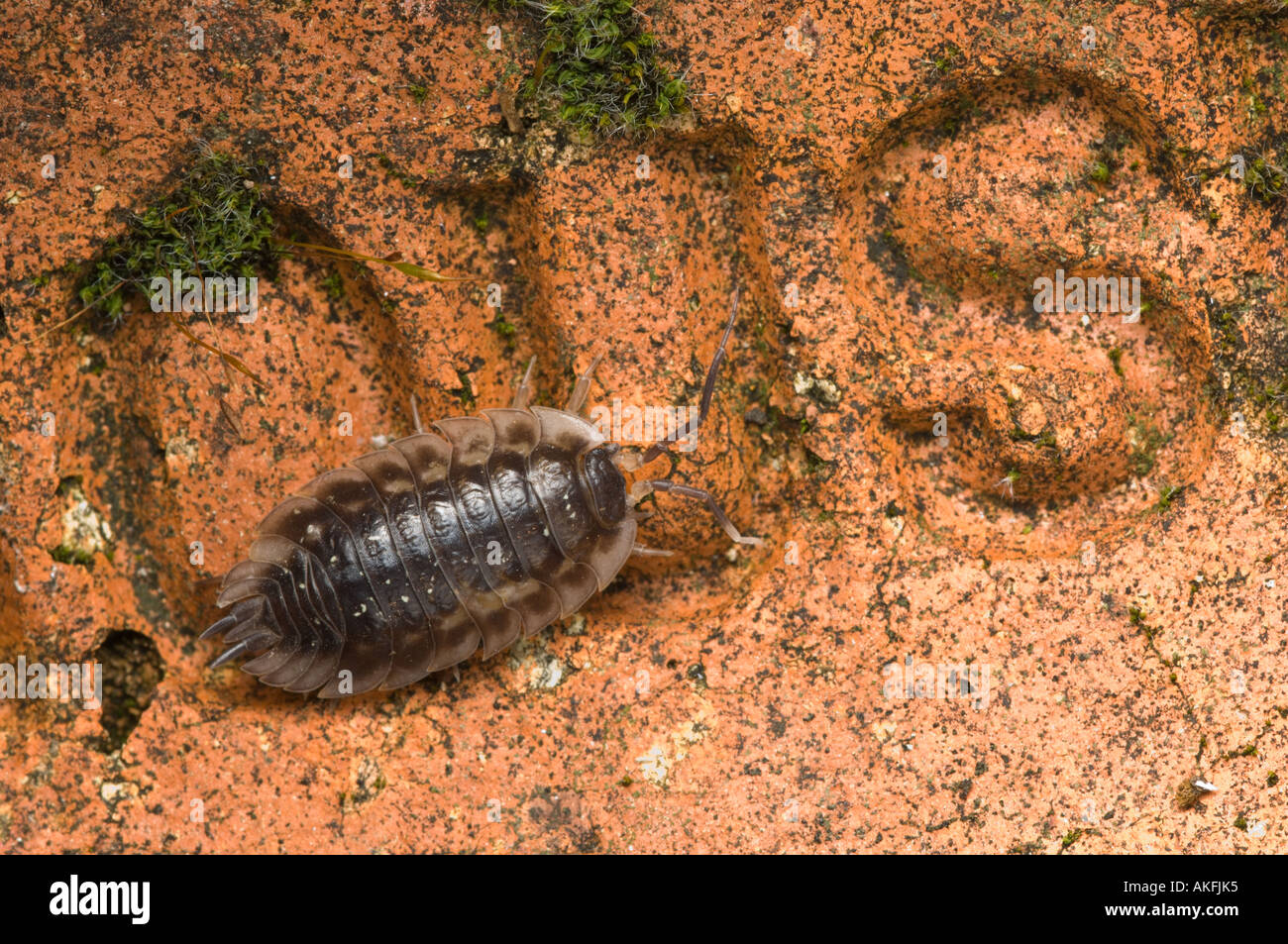 Woodlouse attraversando un panno mossy mattone con le lettere O U S Foto Stock