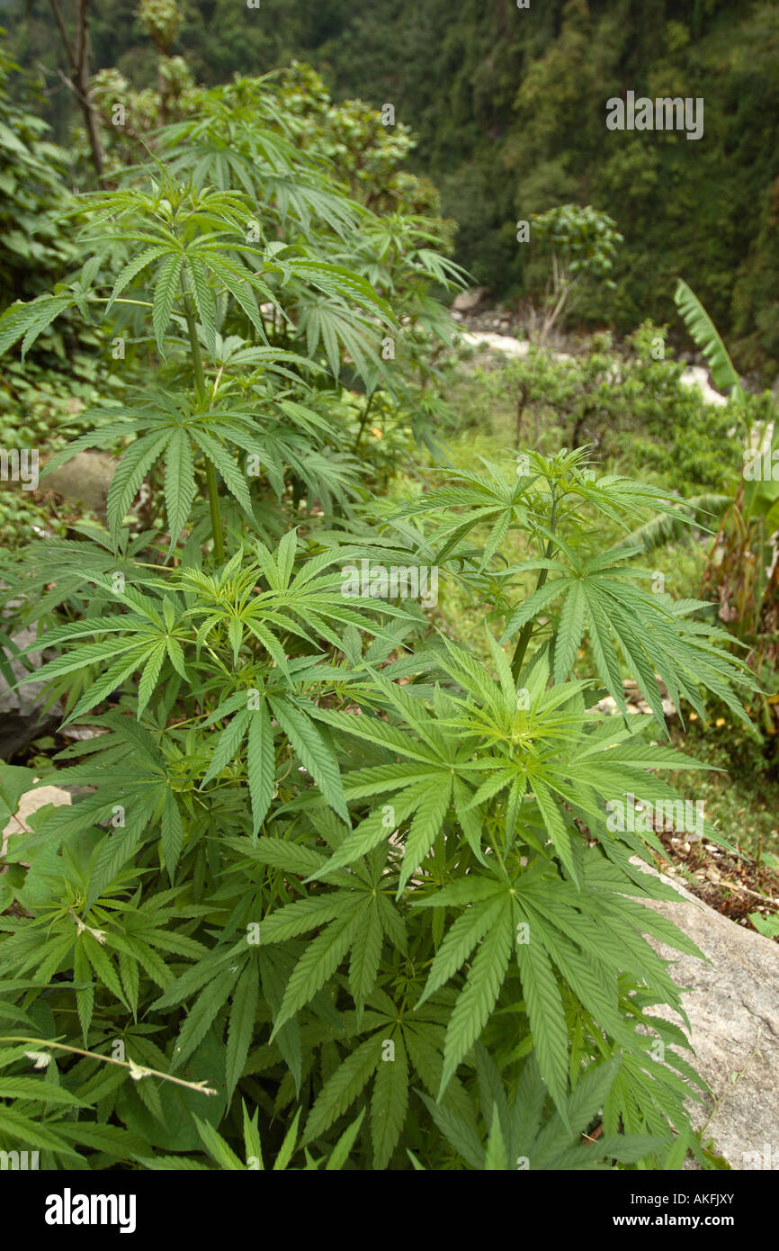 La marijuana selvatici che crescono su una montagna in Nepal. Questo naturale crescere-op è stato trovato accanto a un sentiero vicino a un fiume, uno dei numerosi nelle vicinanze Foto Stock
