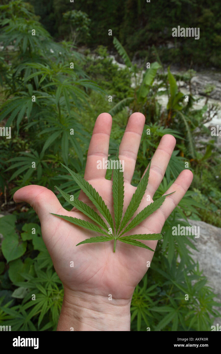 Una mano che regge una foglia di marijuana in un campo di naturalmente la coltivazione di marijuana trovati nelle montagne del Nepal. Foto Stock