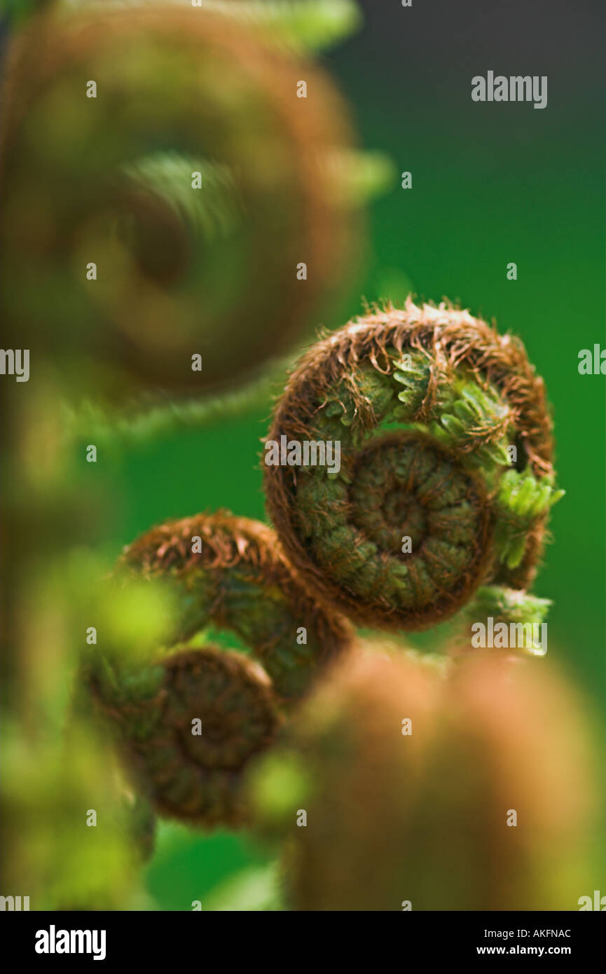 Bracken Pteridium aquilinum dispiegarsi in primavera Foto Stock