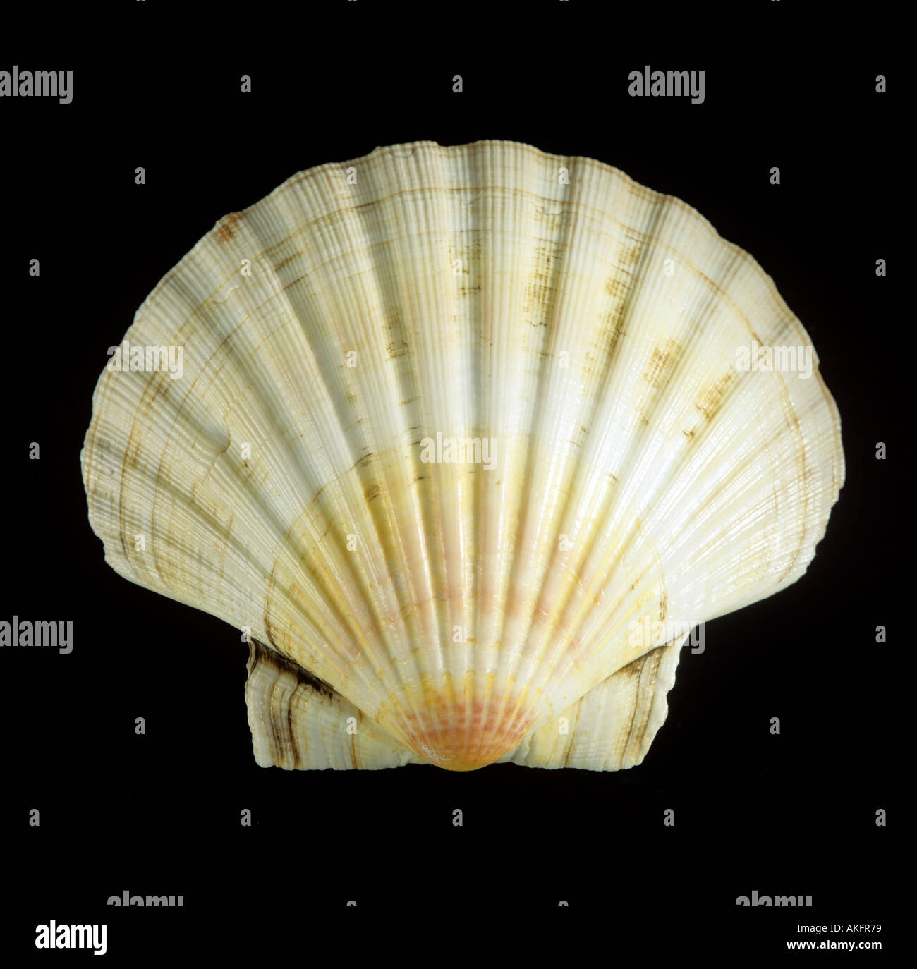 Guscio di Venere o clam shell Foto Stock