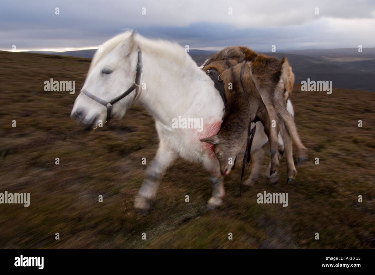 Un pony garron tenendo Red Deer cerve off la collina, Scozia Foto Stock