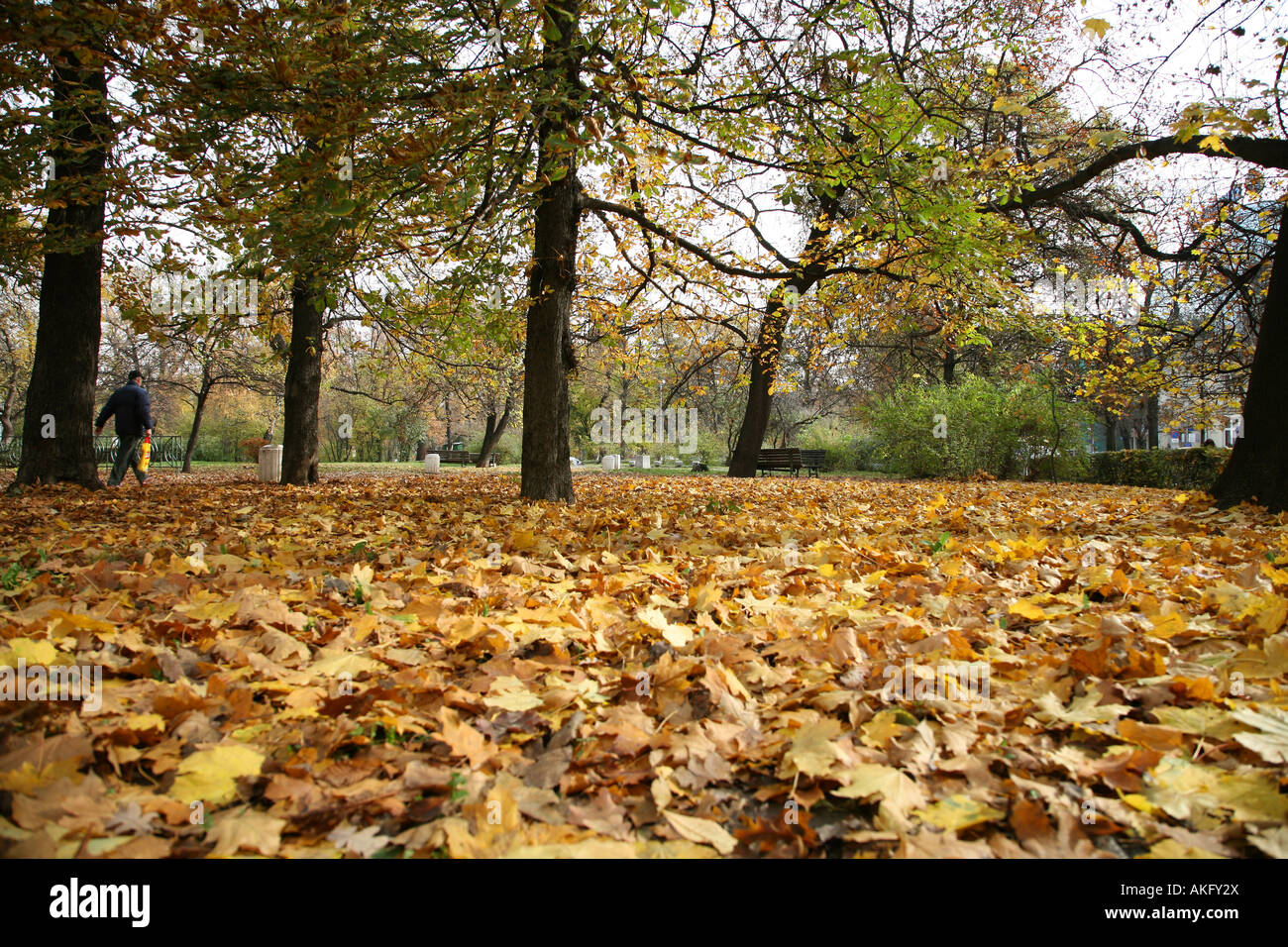 Foglie di autunno cadono in un parco nel centro della città di Sofia in Bulgaria Foto Stock