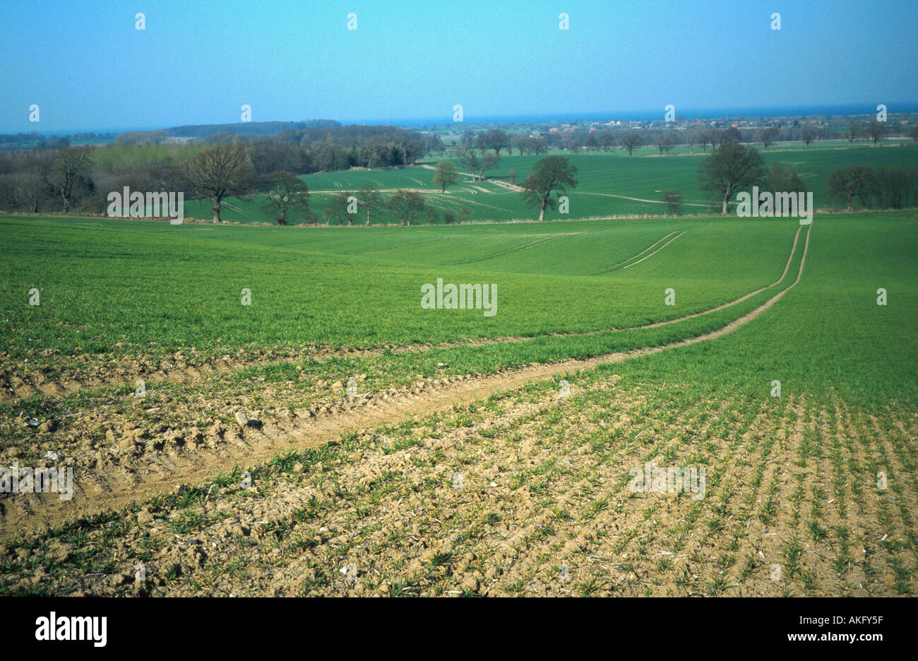 Paese agricolo vicino Luetjenburg, Germania, Schleswig-Holstein Foto Stock